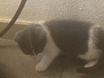 Jonge kittens, Dieren en Toebehoren, Katten en Kittens | Overige Katten, Meerdere dieren, Kortharig, 0 tot 2 jaar