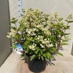 Pluimhortensia, Hydrangea Wims Red, Tuin en Terras, Planten | Tuinplanten, Volle zon, Vaste plant, Zomer, Ophalen