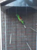 Roodvleugel parkiet man (gereserveerd)., Dieren en Toebehoren, Mannelijk, Parkiet