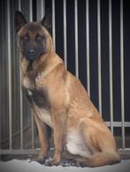 Mechelaar /Mechelse herder ter dekking, België, Particulier, Reu, CDV (hondenziekte)