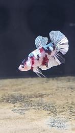 Betta splendens male *hq*, Dieren en Toebehoren, Vis
