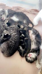 Kittens en moeder kat, Dieren en Toebehoren, Katten en Kittens | Overige Katten, Meerdere dieren, 0 tot 2 jaar