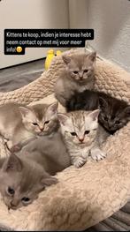Brits korthaar kittens - kittens te koop, Dieren en Toebehoren, Katten en Kittens | Raskatten | Korthaar, Poes, Met stamboom, 0 tot 2 jaar