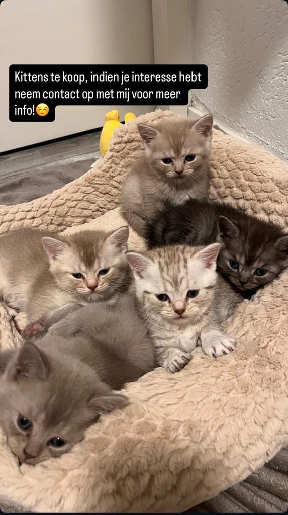 Nog 2 Britse korthaar kittens te koop!!!!, Dieren en Toebehoren, Katten en Kittens | Raskatten | Korthaar, Poes, 0 tot 2 jaar