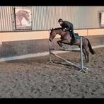 Allround sportpaard van Zirkonium (Tenerife VDL) x Omnistar, Merrie, Springpaard, 3 tot 6 jaar, 160 tot 165 cm