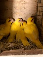 Jonge gele kakariki 5 st, Dieren en Toebehoren, Vogels | Parkieten en Papegaaien, Meerdere dieren, Parkiet, Geringd