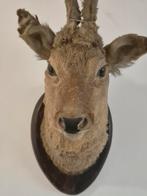 Opgezette reeënkop, Ophalen of Verzenden