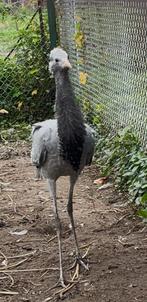 Jufferkraanvogel 2025, Dieren en Toebehoren, Geslacht onbekend, Overige soorten