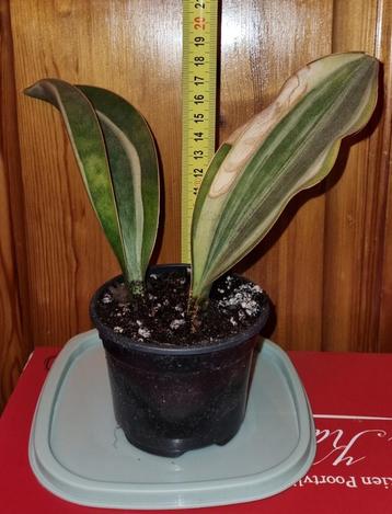Sansevieria Masoniana white variegated beschikbaar voor biedingen