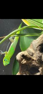Phelsuma laticauda, Dieren en Toebehoren, Reptielen en Amfibieën, Hagedis, 0 tot 2 jaar