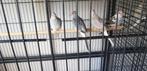 Diamant duiven zilver, zilvervleugel en BONT., Dieren en Toebehoren, Vogels | Overige Vogels