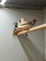 Grote zebravinken, Dieren en Toebehoren, Vogels | Overige Vogels, Meerdere dieren, Tropenvogel, Geringd