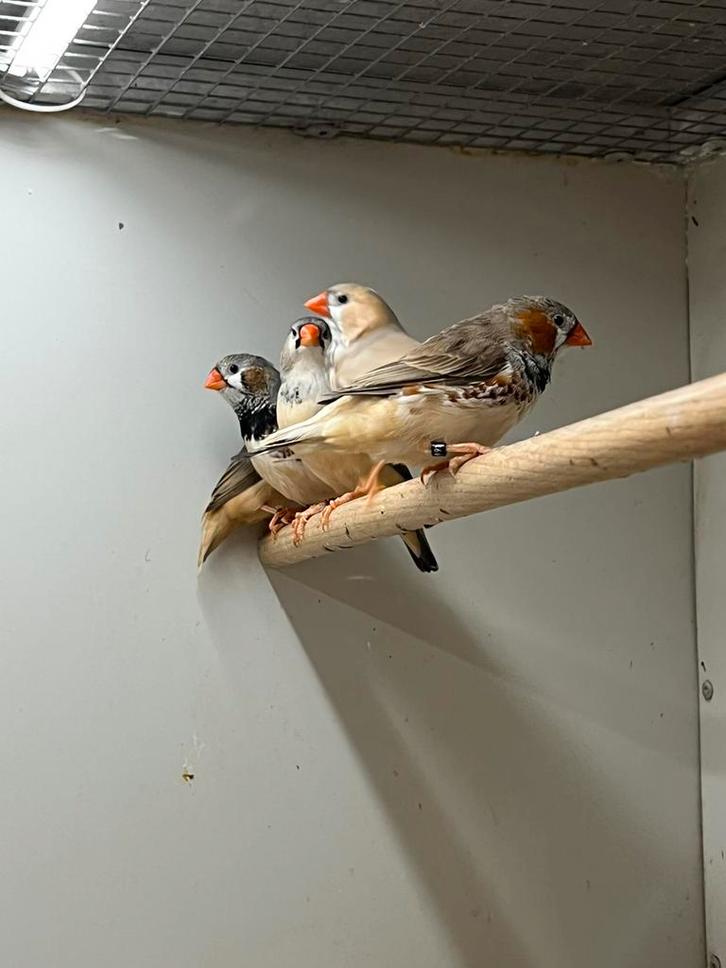 Grote zebravinken, Dieren en Toebehoren, Vogels | Overige Vogels, Tropenvogel, Meerdere dieren, Geringd