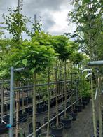 Bolcatalpa, catalpa bomen, Ophalen, Overige soorten