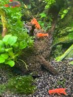 Cpo kreeftjes, Dieren en Toebehoren, Vis