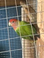 Twee Agapornissen (Liefdesvogels) – Te koop, Dwergpapegaai of Agapornis