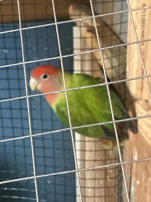 Twee Agapornissen (Liefdesvogels) – Te koop, Dieren en Toebehoren, Vogels | Parkieten en Papegaaien, Dwergpapegaai of Agapornis
