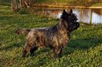 cairn terrier, Particulier, Rabiës (hondsdolheid), 3 tot 5 jaar, Reu