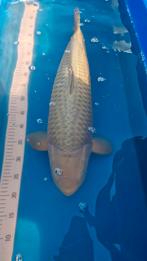 Chagoi Koi Hirasawa 65cm, Dieren en Toebehoren, Vissen | Vijvervissen, Karper of Koi