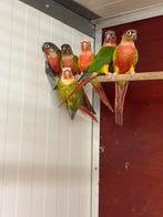Te koop: Pyrrhura, Dieren en Toebehoren, Vogels | Parkieten en Papegaaien, Meerdere dieren, Parkiet