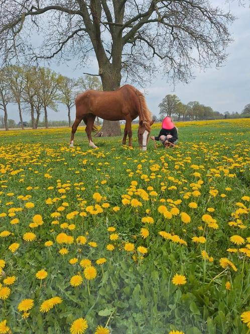 Lieve d pony, Dieren en Toebehoren, Pony's, Merrie, D pony (1.37m tot 1.48m), Recreatiepony, 11 jaar of ouder