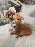 Prachtige kleine medium Doodle pups, Dieren en Toebehoren, Honden | Niet-rashonden, 8 tot 15 weken, CDV (hondenziekte), Meerdere