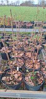 Toona sinensis, uiensoepboom, Ophalen, Volle zon, Overige soorten, 100 tot 250 cm