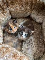 Tortie XXL main Coon kittens, Dieren en Toebehoren, Katten en Kittens | Raskatten | Langhaar, Poes, Ontwormd, 0 tot 2 jaar