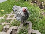 Jonge krielhanen🐓kleur koekoek, Dieren en Toebehoren, Pluimvee, Mannelijk, Kip