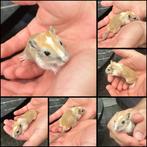 Jonge en tamme gerbil pups, Dieren en Toebehoren, Knaagdieren, Rat, Mei, Meerdere dieren, Tam