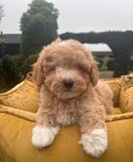 Maltipoo pups, Dieren en Toebehoren, Nederland, Overige rassen, 8 tot 15 weken, Meerdere