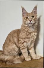 Maine Coon Ulfi male Aldona's Gift *PL, Kater, Ontwormd