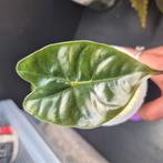alocasia golden bone, Ophalen of Verzenden, Halfschaduw, Minder dan 100 cm