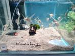 Dalmatier longfin maanvissen, Pterophyllum Scalare Dalmatin, Vis, Zoetwatervis