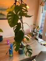 Monstera variegata, Ophalen, Overige soorten, Minder dan 100 cm