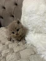 Laatste Britse langharig lilac katertje., Dieren en Toebehoren, Meerdere dieren, Ontwormd, 0 tot 2 jaar