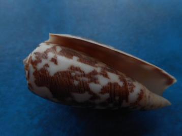 Schelpen: Conus striatus L. gem- 54mm beschikbaar voor biedingen