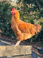 Mooie Orpington haan buff van mei 2025, Dieren en Toebehoren, Pluimvee, Mannelijk, Kip