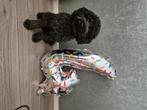 Dekreu/dwergpoedel, Rabiës (hondsdolheid), Reu, Eén hond, 3 tot 5 jaar