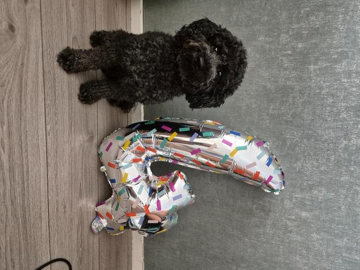 Dekreu/dwergpoedel, Dieren en Toebehoren, Honden | Dekreuen, Reu, Particulier, Eén hond, Nederland, 3 tot 5 jaar, CDV (hondenziekte)