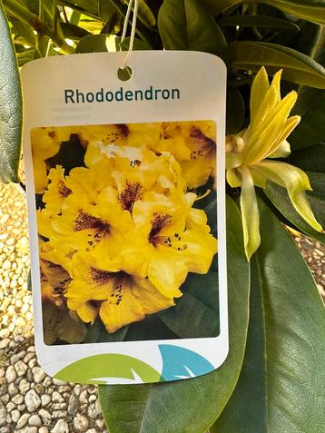 Gele rhododendron 