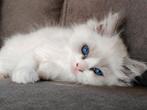 Ragdoll kittens met stamboom, Dieren en Toebehoren, Poes, Gechipt