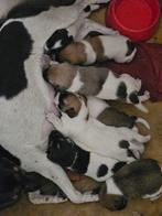 Boerenfox x Jack Russel  nog 1 reu., Dieren en Toebehoren, Honden | Jack Russells en Terriërs, 8 tot 15 weken, Meerdere, Meerdere dieren