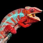 Furcifer Pardalis, Dieren en Toebehoren, Reptielen en Amfibieën, 0 tot 2 jaar