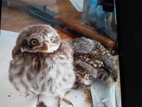 Jonge steenuilen, Dieren en Toebehoren, Vogels | Overige Vogels, Roofvogel, Meerdere dieren, Geringd