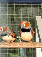 Zebravink, Dieren en Toebehoren, Vogels | Overige Vogels, Mannelijk