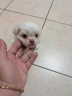 Puppy's, Dieren en Toebehoren, Reu, 8 tot 15 weken, Meerdere, Nederland