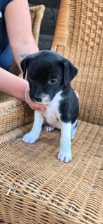 2 x pups kruising kooiker/ staford, 8 tot 15 weken, Meerdere, Meerdere dieren, Middel