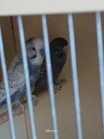 blackface, Meerdere dieren, Parkiet, Geringd