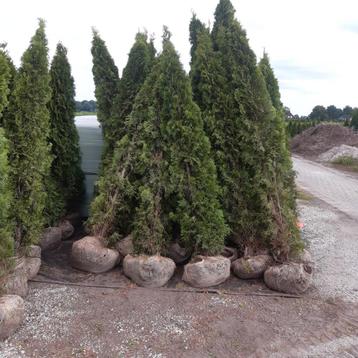 Partij thuja smaragd (veldopruiming) .150cm tot 3m beschikbaar voor biedingen